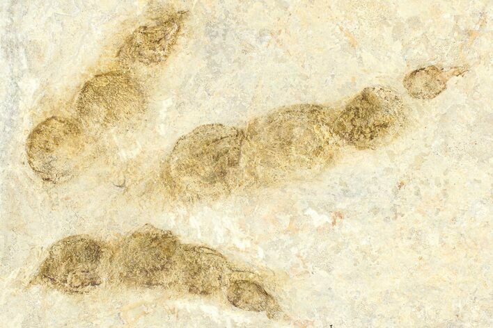 Dinosaur (Grallator) Track - Negative Impression #366857